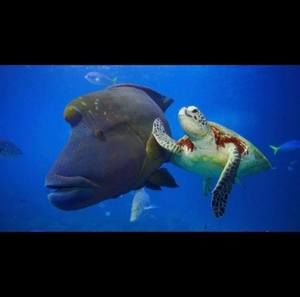 Meet your Posher, Tim